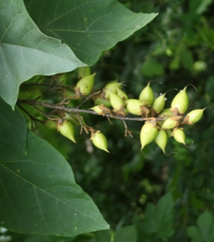 오동나무 열매2