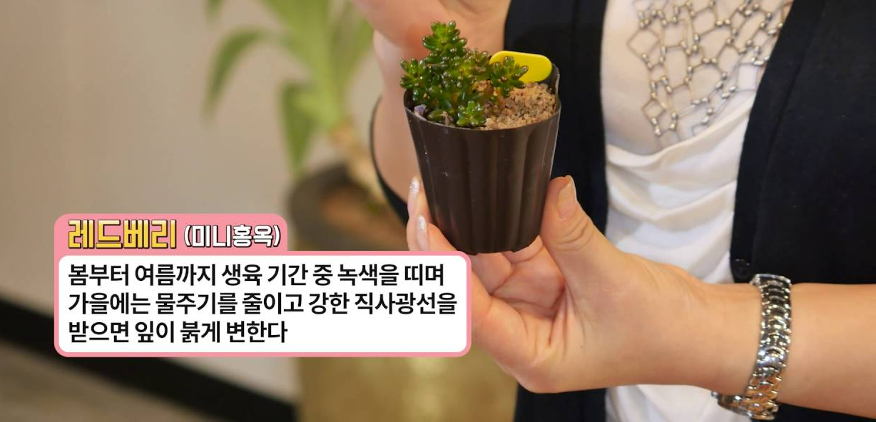 다육이 여름철관리