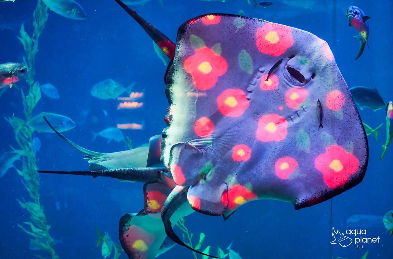 아쿠아플라넷 제주