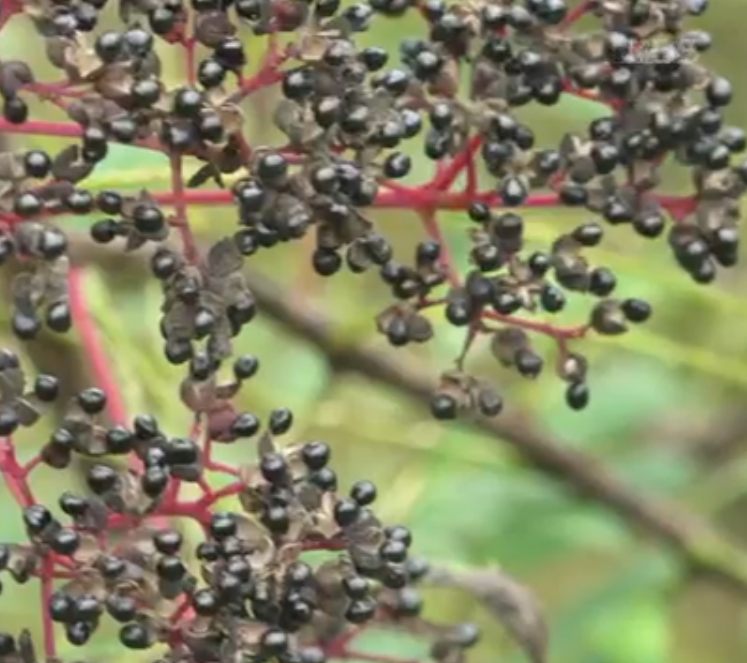 하동 산초 열매