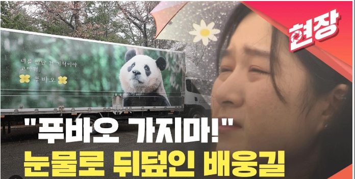 푸바오 학대논란에 따른 근황 및 투표 현황 총정리