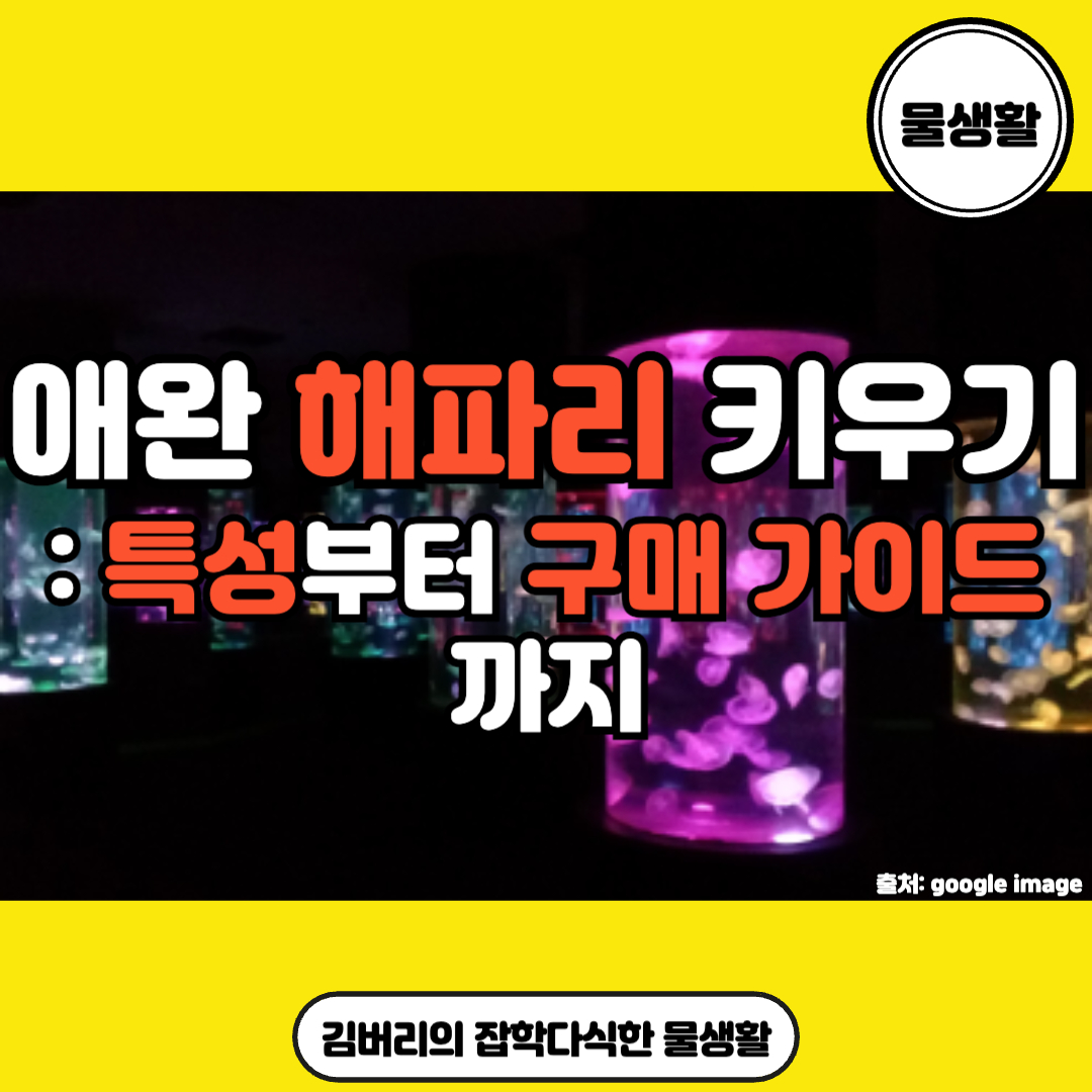 애완 해파리 키우기