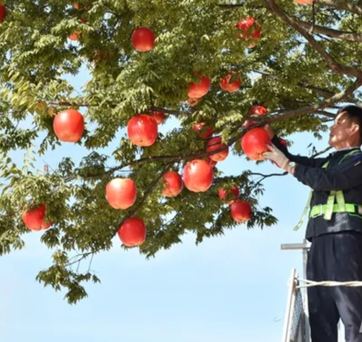 청송사과 따는 과수원아저씨 사진 자료