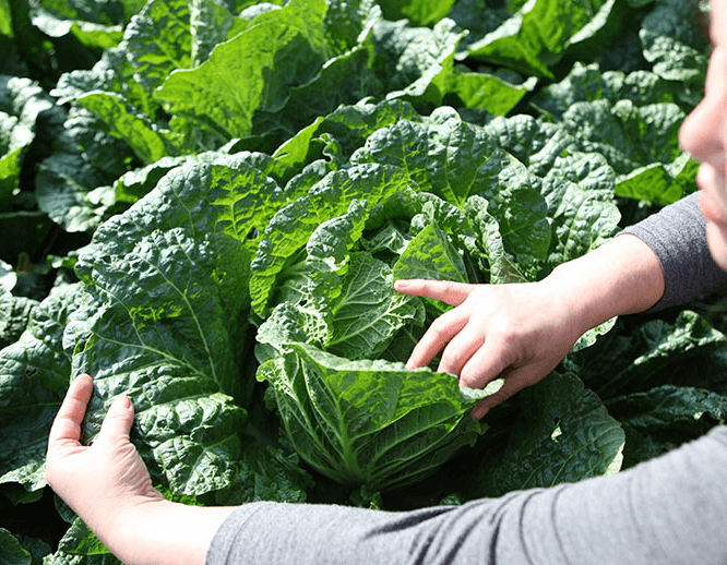 해남 절임배추 20kg 사전예약 가격비교
