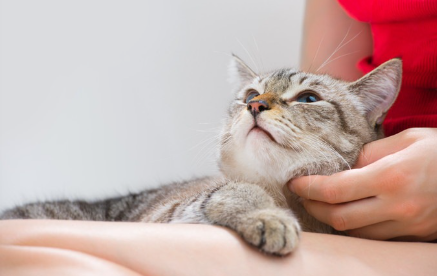 편히 쉬는 고양이.