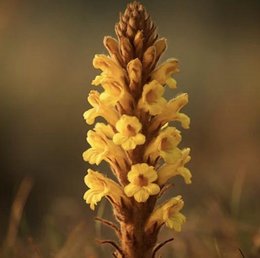 기생식물 야고&#44; 집에서 키우기 가능할까?