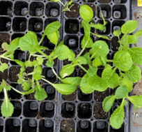 김장 배추 모종 심는 시기