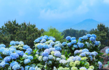 부산 태종대 수국축제