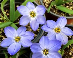 향기별꽃 이미지 사진