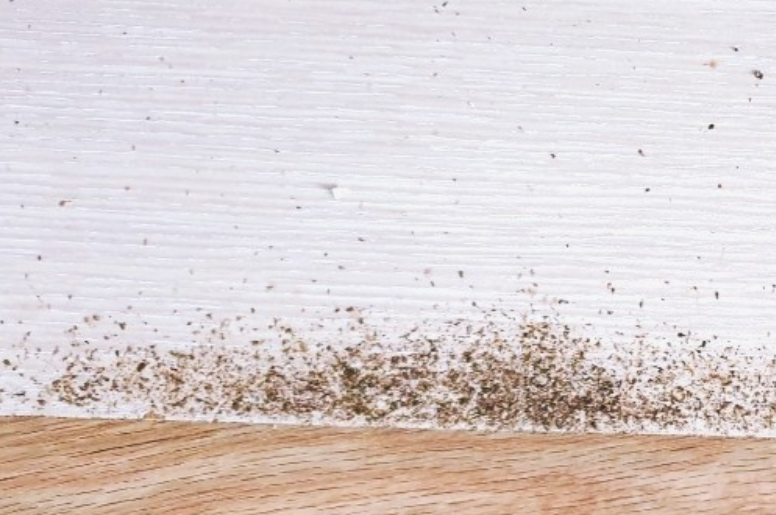 좀벌레 배설물 확인하기