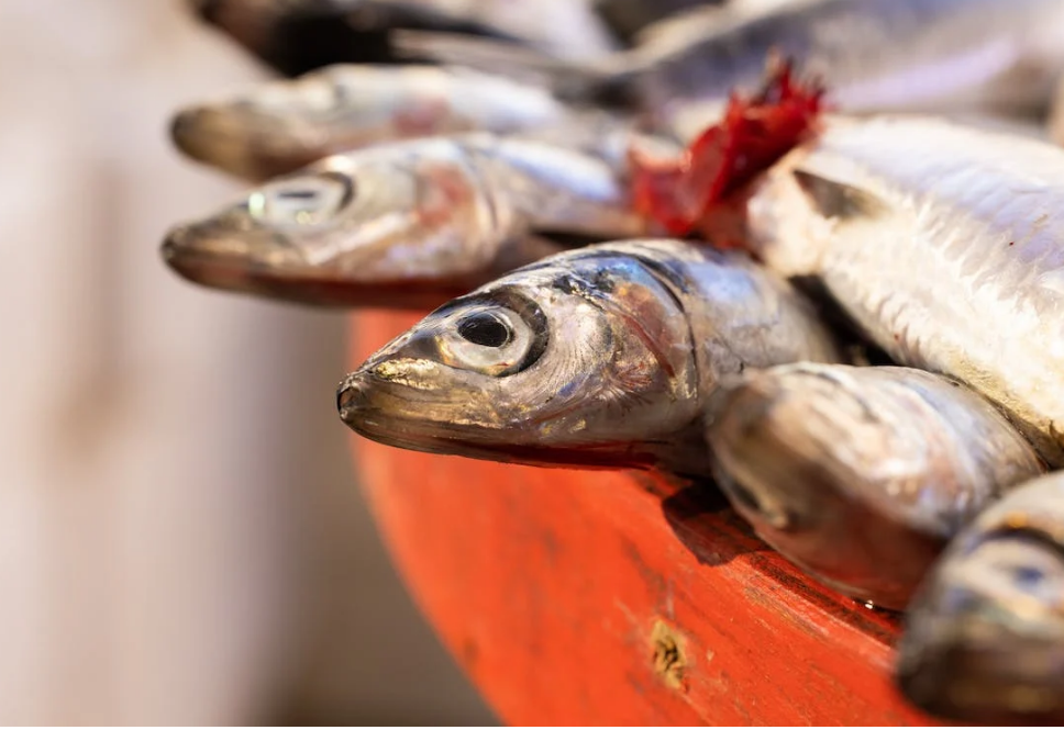 퇴행성관절염-오메가3