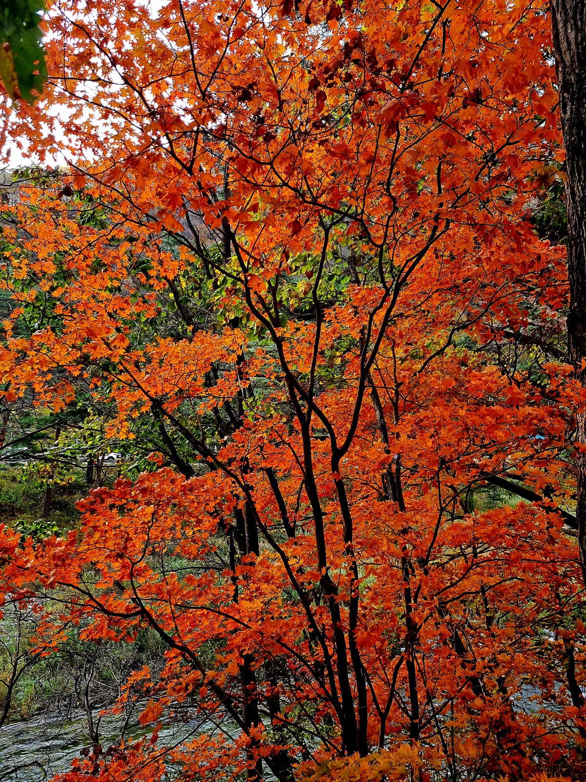 강원도 홍천 은행나무숲 방문 후기(10.23.): 단풍 확인 팁, 먹거리, 숙박