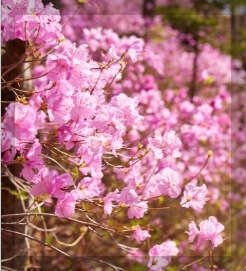 화담숲 야경 촬영 모노레일 입장료 할인 예약 단풍 시기 데이트 코스 시간