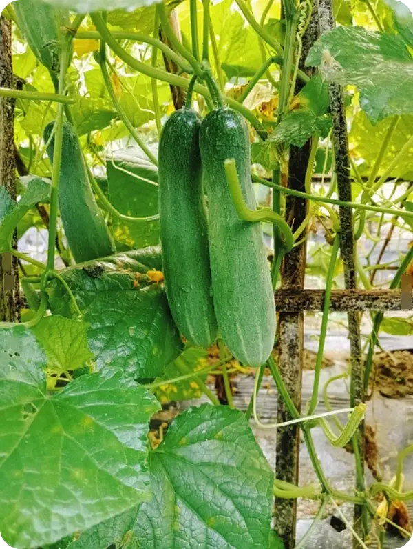 오이지 담그는 방법