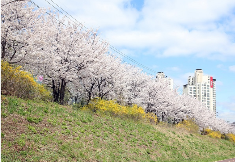 2025 전국 벚꽃 명소 서울부터 제주까지 추천