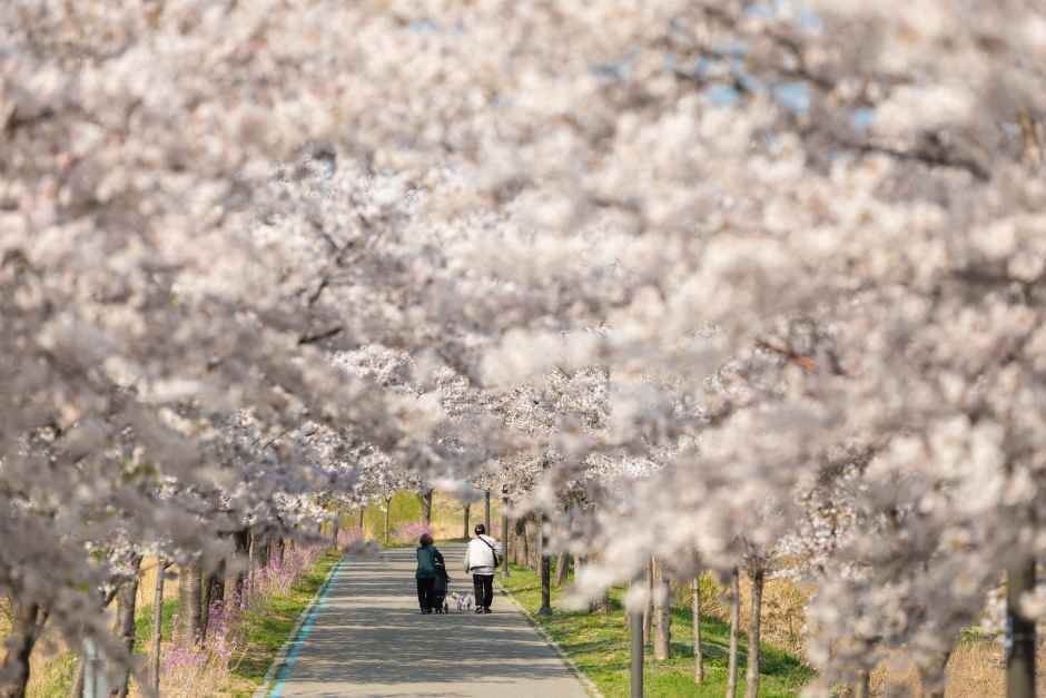 강릉 경포벚꽃축제 일정