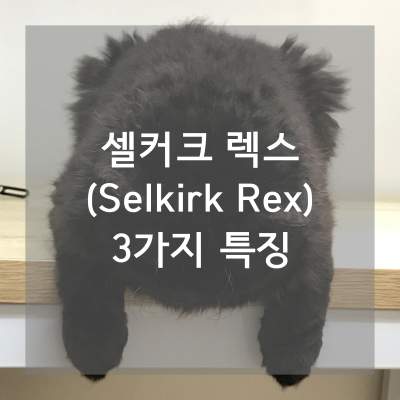 244셀커크렉스메인