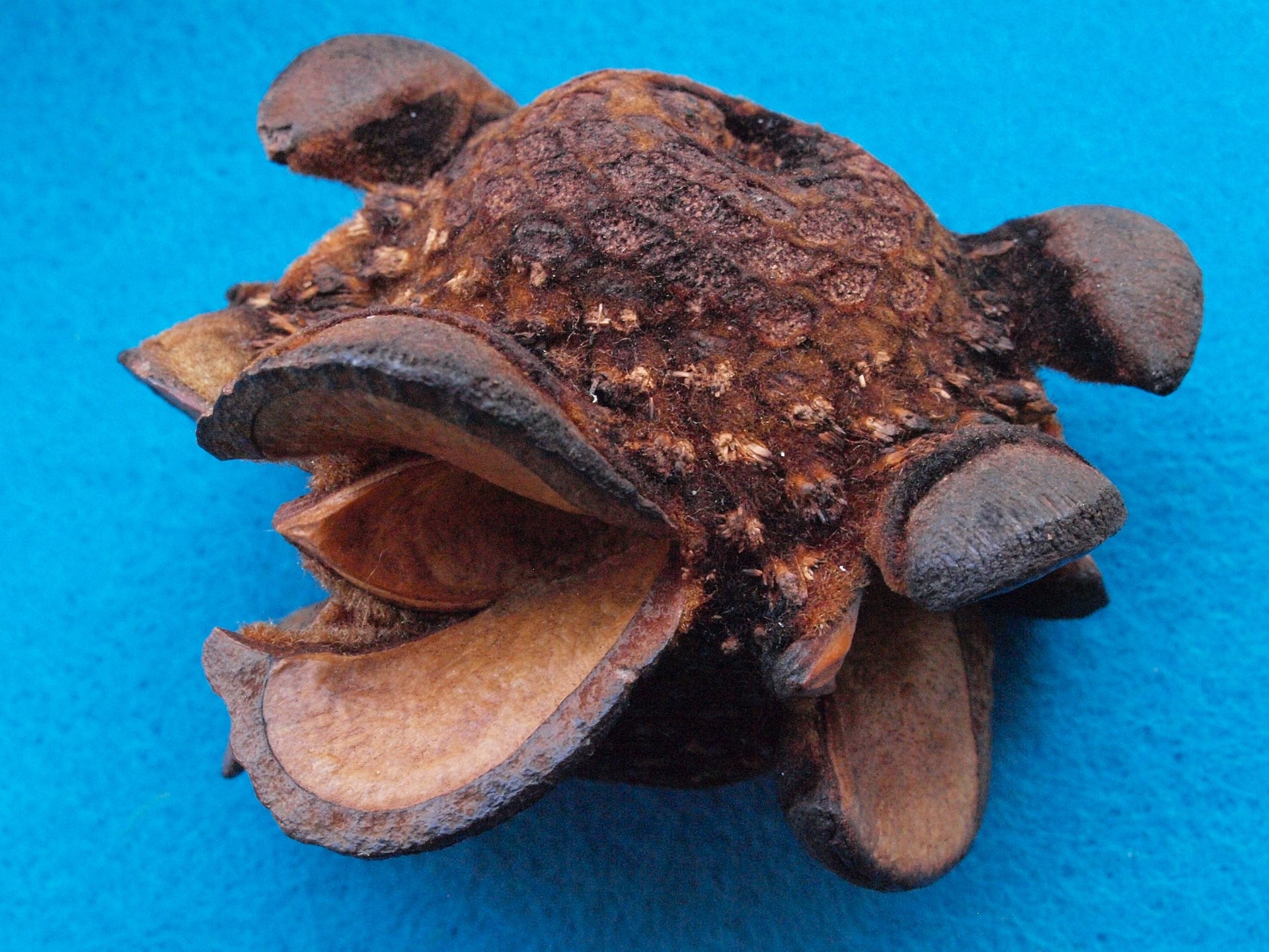 밀크시슬, 간 건강뿐일까? 신장 건강까지 함께 관리하는 이유