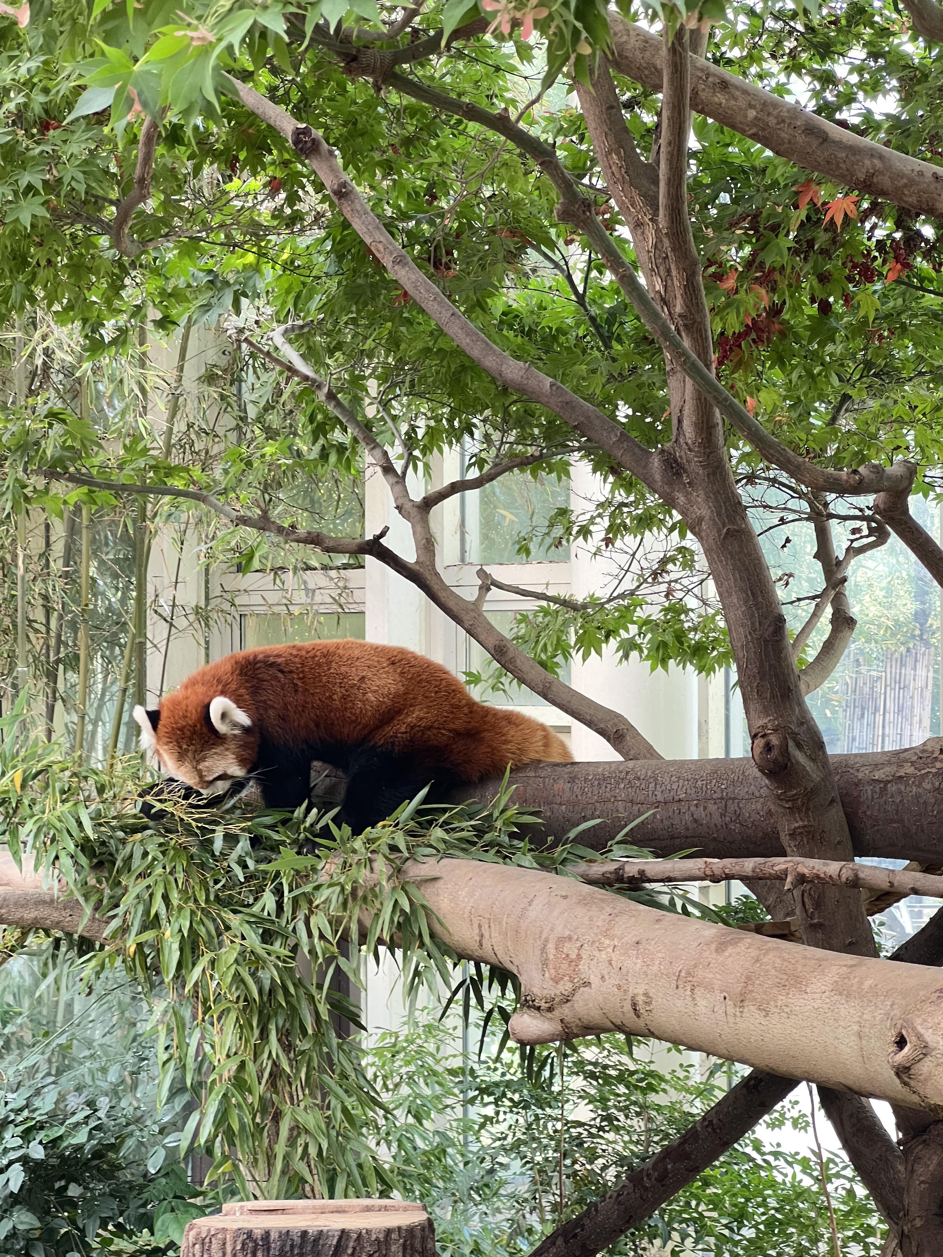 에버랜드 레서판다