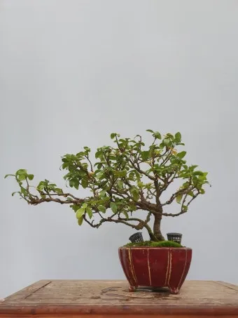 백화등 키우기 삽목방법 가지치기 꽃 노지월동까지_4