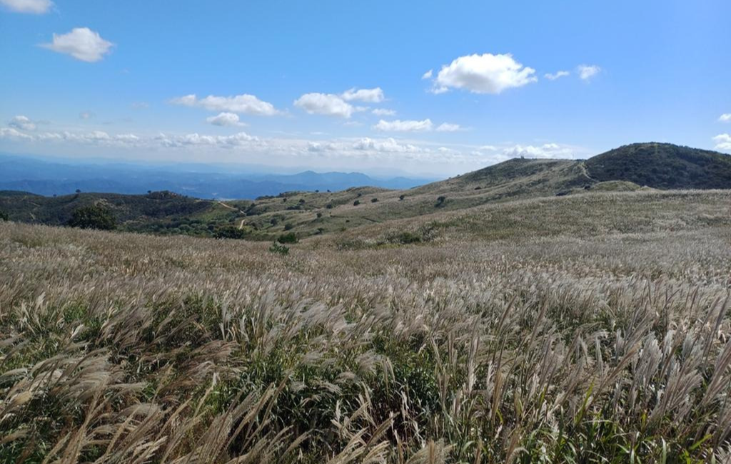 황매산 억새
