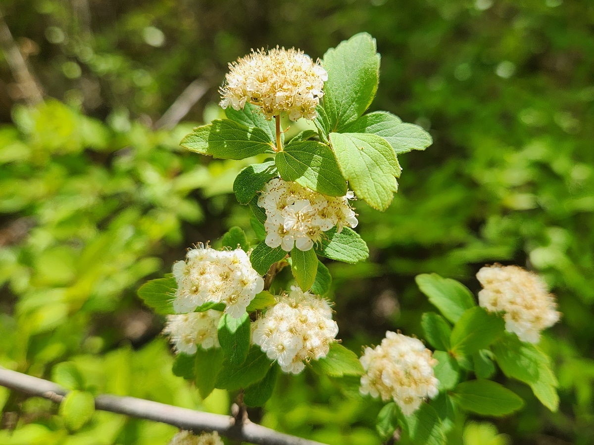 아구장조팝나무