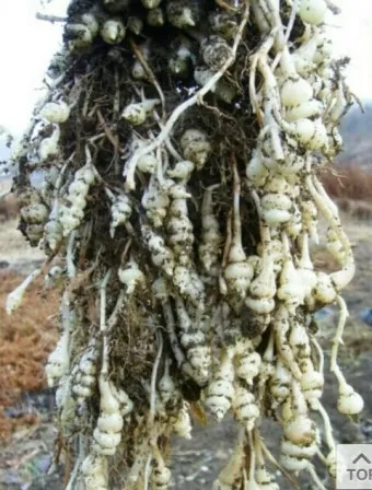 초석잠 재배 씨눈 맞추기 보온 피복 수확 정리_4