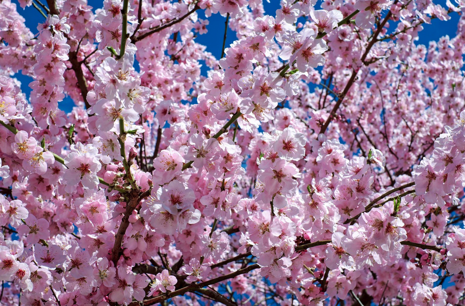 2024 제주도 벚꽃 축제 일정