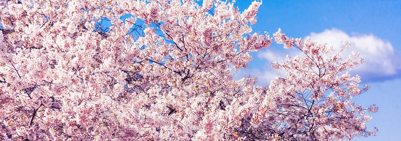 진해군항제 왕벚나무 벚꽃나무