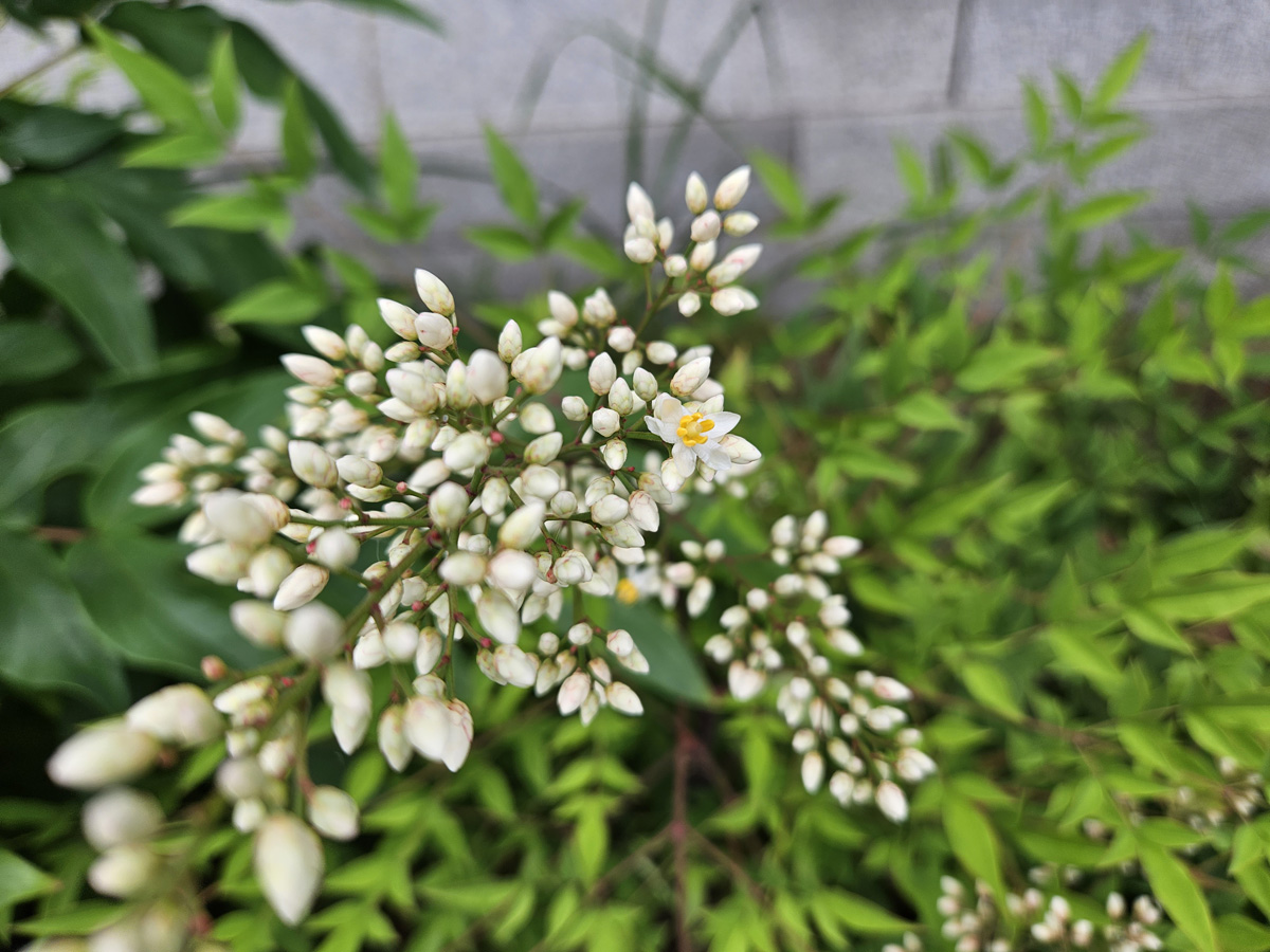 남천 꽃2