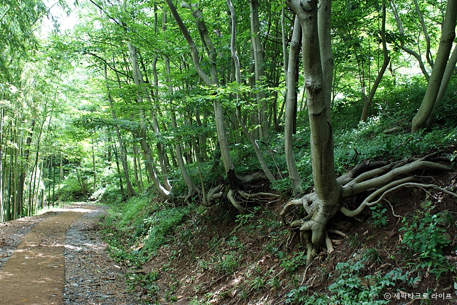 아홉산숲