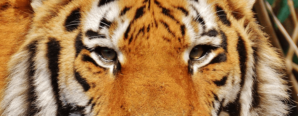 2022년 호랑이띠 운세: 연애운, 재물운, 직장운