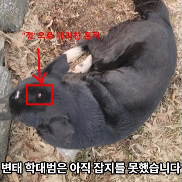 김포 양촌읍 누산공원 성적 학대 강아지 밍키 생식기