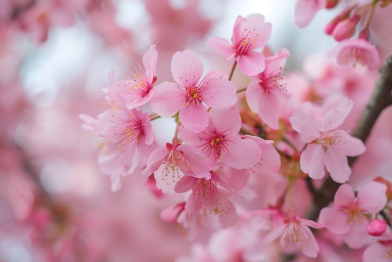 벚꽃 개화 시기