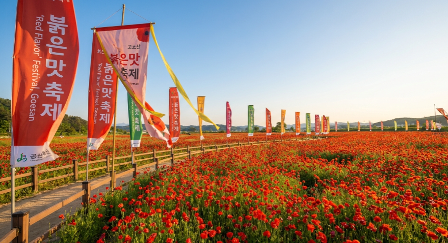 붉은 양귀비 꽃밭과 축제 깃발이 어우러진 괴산의 풍경