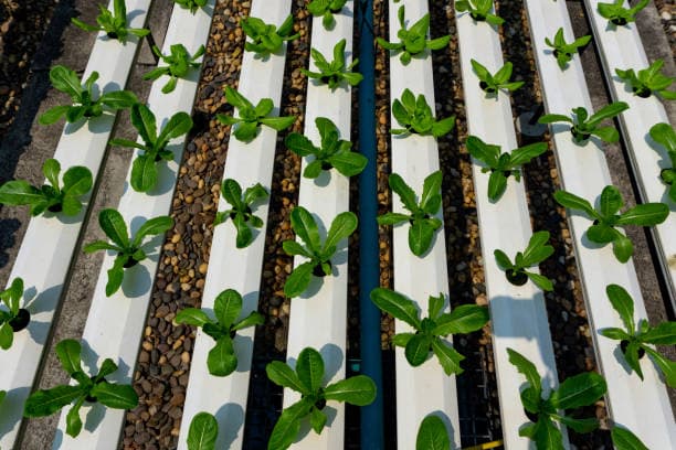 도시 농업에 적합한 작물 선택