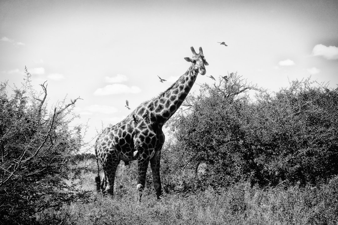 Conservation