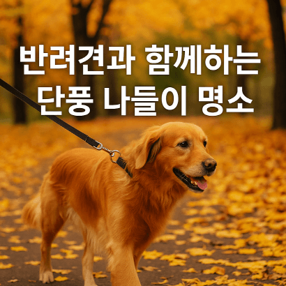 반려견과 함께하는 단풍 나들이 명소 : 서울·수도권 단풍길 BEST 5
