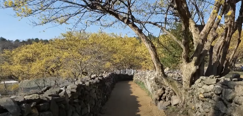 수도권 봄꽃 여행지&#44; 봄꽃 축제