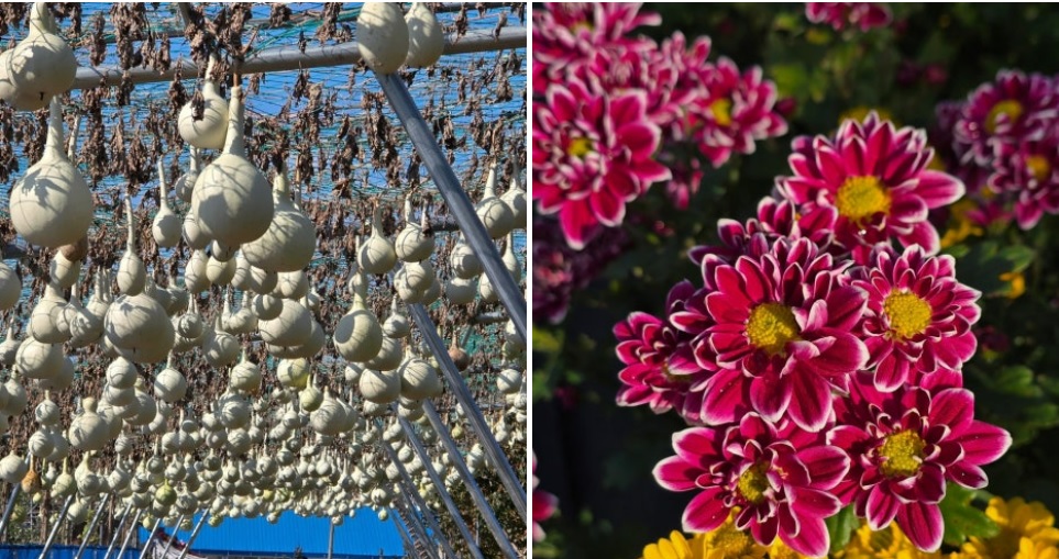 서산국화축제 일정
