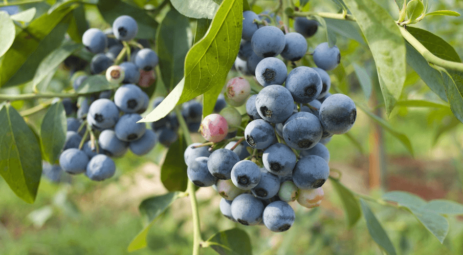 정원에서 키우는 블루베리, 나무에 열린 블루베리