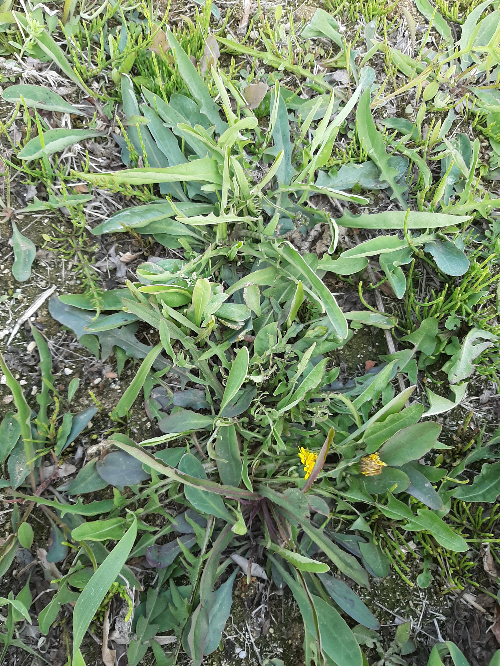 흙과 섞여 자연 그대로 자라고 있는 씀바귀 무리