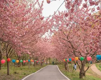 개심사 청벚꽃 개화시기 겹벚꽃 명소_17