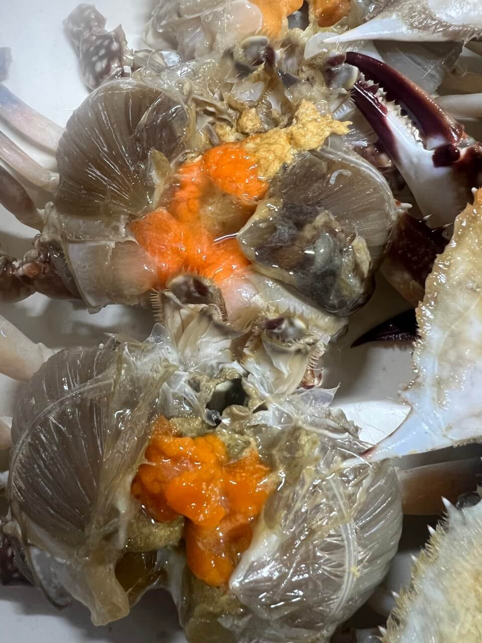 생생정보 2314회 할매 밥 됩니까 연훈 할머니의 간장게장 편 경기 포천 청진동간장게장 가게 위치 및 택배주문방법