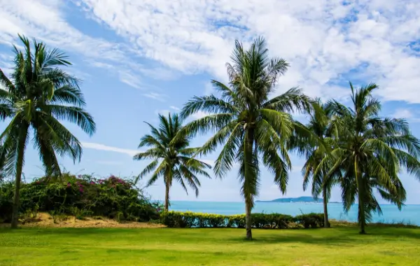 맑고 푸른-하늘-아래-울창한-열대-자연이-어우러진-하이난