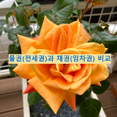 물권(전세권)과 채권(임차권) 비교