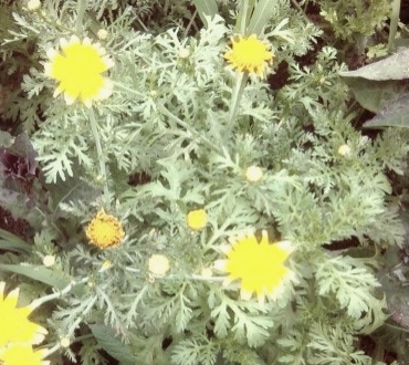 쑥갓의 효능 부작용 고르는법 칼로리 꽃