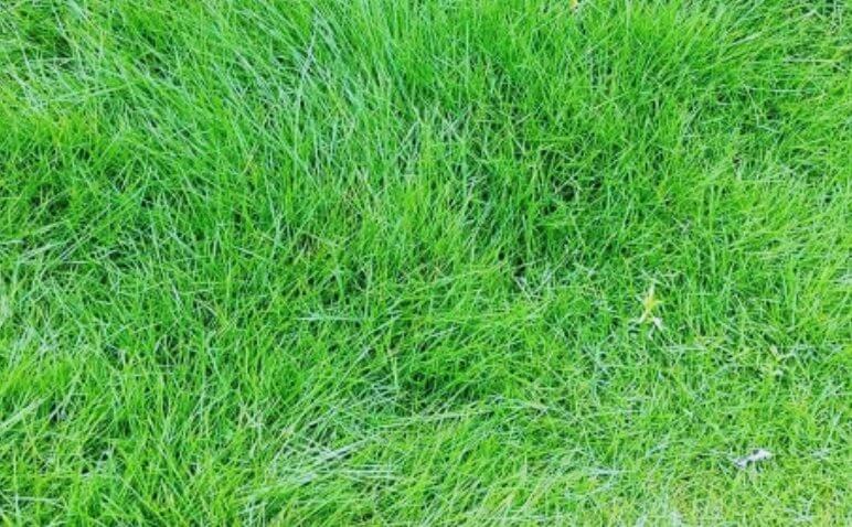 빽빽하게-자란-금잔디