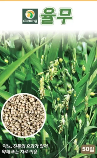 율무 재배 배수로 확보 여름 장마 대비 건조 수확_13