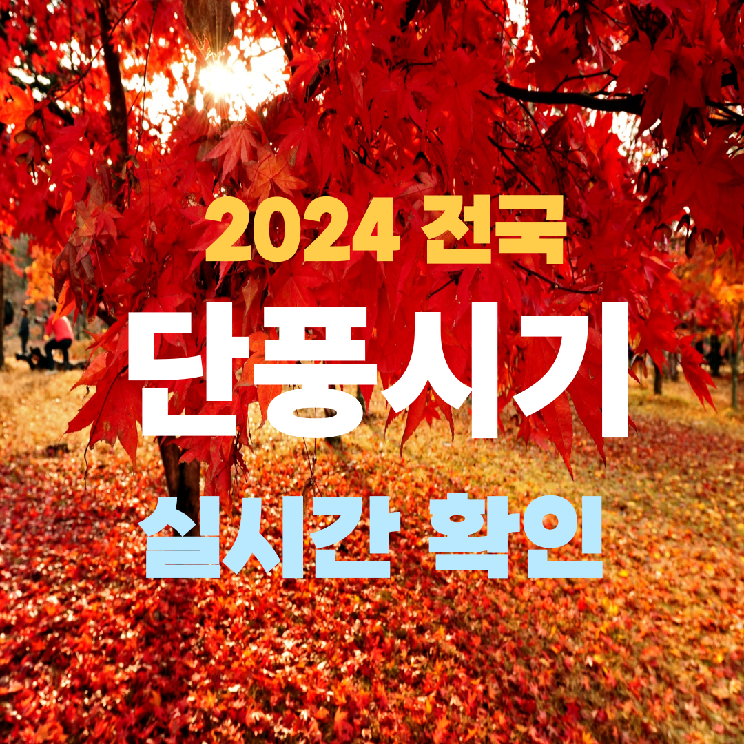 2024 전국 단풍 실시간 확인하기